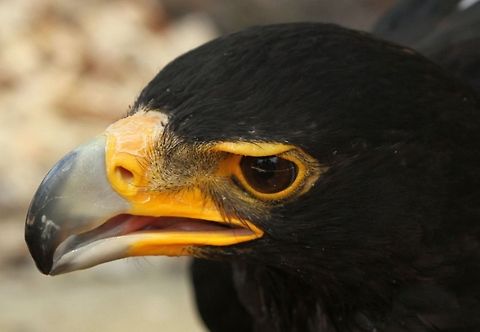 Verreaux's eagle Close up showing the unusual eyebrow flaps
 Aquila verreauxii,Geotagged,South Africa,Summer,Verreauxs Eagle,birds,raptors,south africa
