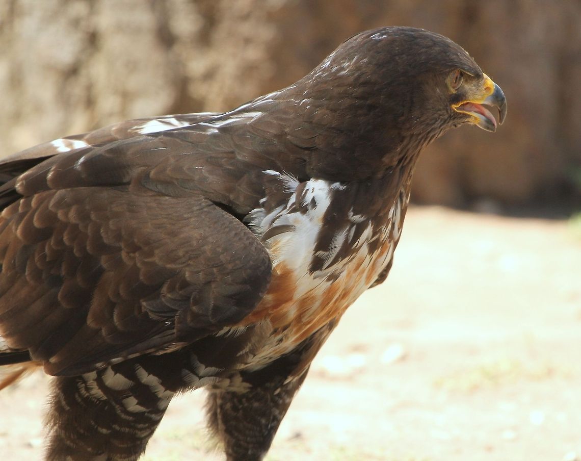 Jackal Buzzard  Buteo rufofuscus,Geotagged,Jackal Buzzard,South Africa,Summer,birds,raptors,south africa
