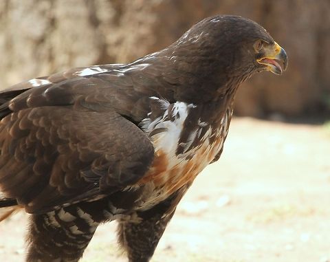 Jackal Buzzard  Buteo rufofuscus,Geotagged,Jackal Buzzard,South Africa,Summer,birds,raptors,south africa