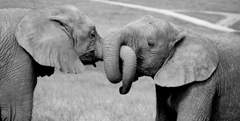 Lovers knot What a touching moment, well chosen crop and black and white, Claire! African bush elephant,Geotagged,Loxodonta africana,South Africa,Summer