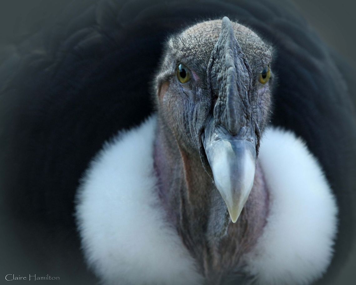 Andean Condor  Andean Condor,Fall,Geotagged,South Africa,South America,Vultur gryphus,birds