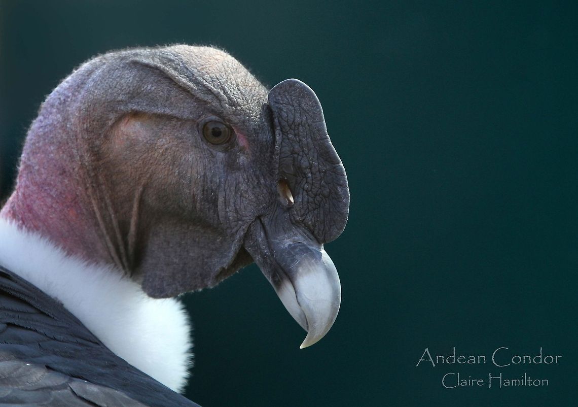 Andean Condor  Andean Condor,Geotagged,South Africa,Vultur gryphus