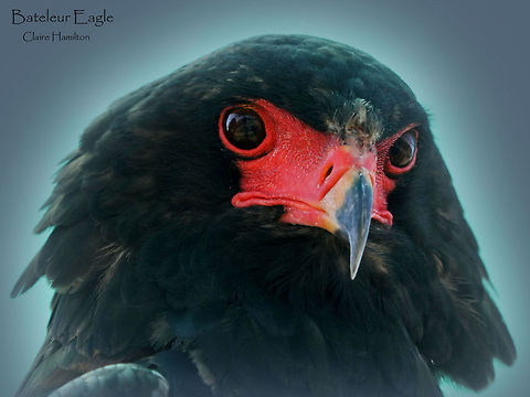 Bateleur Eagle  Africa,Bateleur,Geotagged,South Africa,Terathopius ecaudatus,raptors
