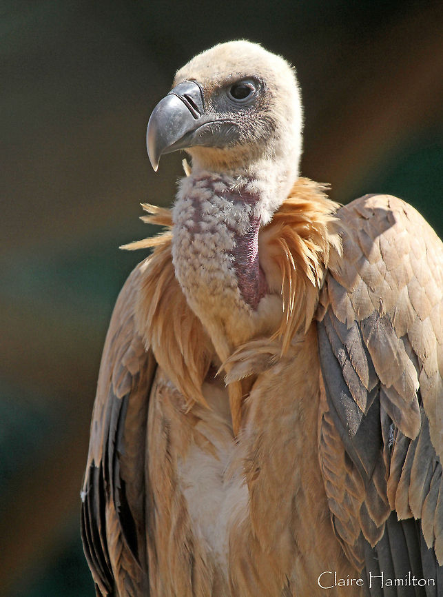 Immature Cape Vulture  Africa,Cape Vulture,Geotagged,Gyps africanus,Gyps coprotheres,South Africa,White-backed Vulture,birds