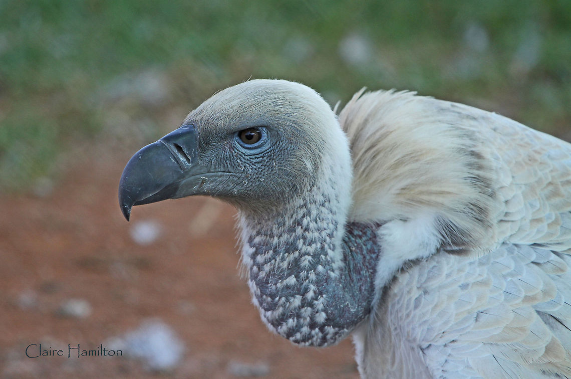 Cape Vulture  Cape Vulture,Geotagged,Gyps coprotheres,South Africa,africa,birds