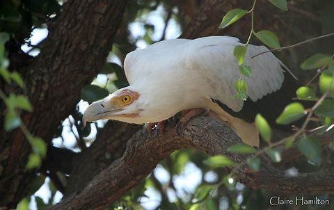 Palm nut Vulture  Geotagged,Gypohierax angolensis,Palm-nut Vulture,South Africa