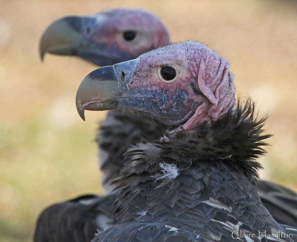 Lappet-faced vulture  Africa,Birds,Geotagged,Lappet-faced Vulture,South Africa,Torgos tracheliotos