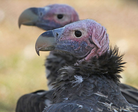Lappet-faced vulture  Africa,Birds,Geotagged,Lappet-faced Vulture,South Africa,Torgos tracheliotos
