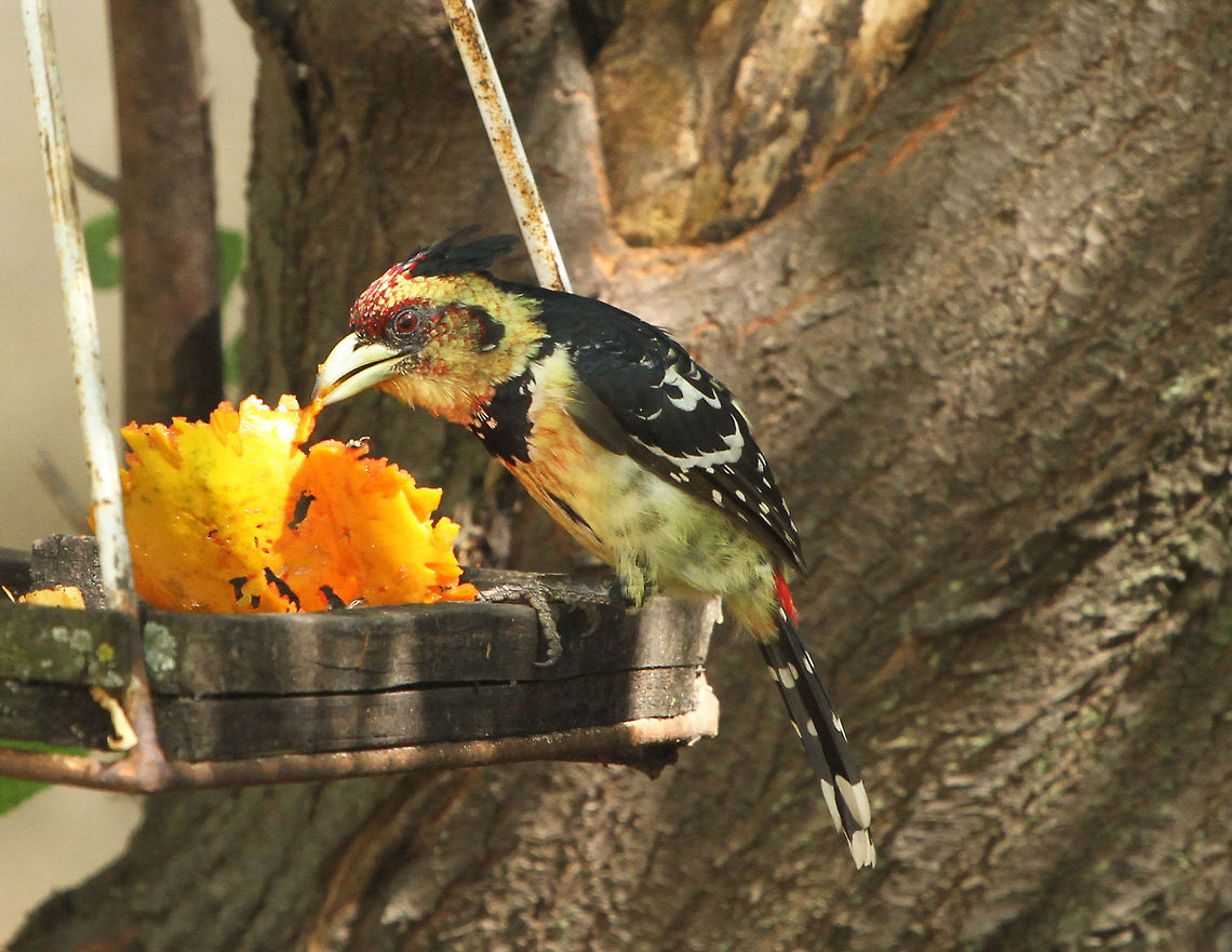 Crested Barbet Even in the urban sprawl of Johannesburg there is always an abundance of birds at my feeding table. This barbet is enjoying the remains of a papaya skin. Crested Barbet,Fall,Geotagged,South Africa,Trachyphonus vaillantii,birds,south africa