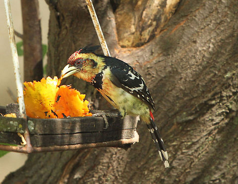 Crested Barbet Even in the urban sprawl of Johannesburg there is always an abundance of birds at my feeding table. This barbet is enjoying the remains of a papaya skin. Crested Barbet,Fall,Geotagged,South Africa,Trachyphonus vaillantii,birds,south africa