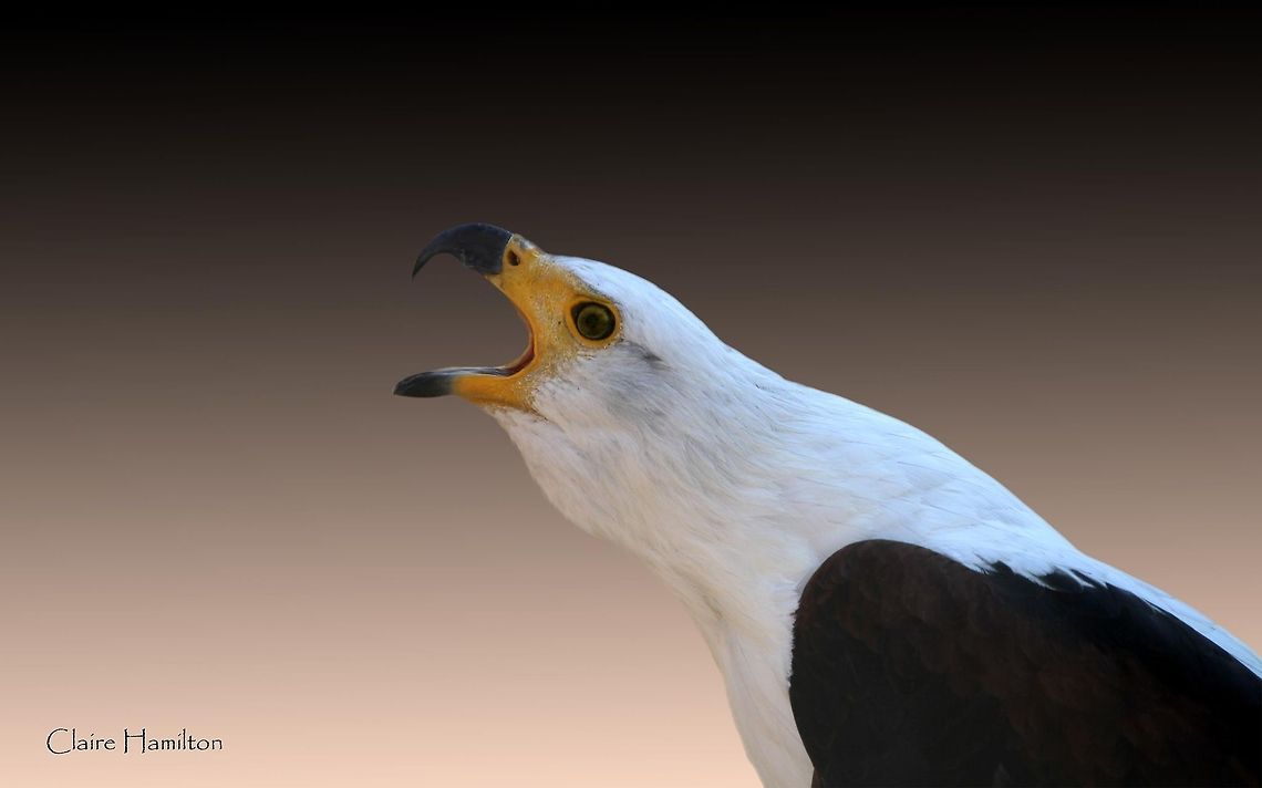 African Fish Eagle I definitely had to process this one as there was an unsightly fence behind the eagle. I am fairly new to PSE and this was my first attempt at removing a background. Although its not the sharpest photo, I am quite pleased with the result!<br />
This particular eagle was in a sanctuary recovering from being poisoned, as sadly so many are. This was one of the lucky ones. African Fish Eagle,Geotagged,Haliaeetus vocifer,South Africa,africa,birds,raptors
