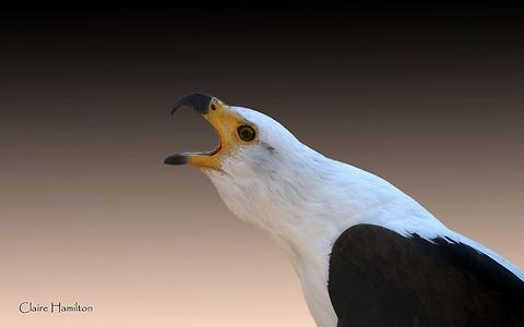 African Fish Eagle I definitely had to process this one as there was an unsightly fence behind the eagle. I am fairly new to PSE and this was my first attempt at removing a background. Although its not the sharpest photo, I am quite pleased with the result!
This particular eagle was in a sanctuary recovering from being poisoned, as sadly so many are. This was one of the lucky ones. African Fish Eagle,Geotagged,Haliaeetus vocifer,South Africa,africa,birds,raptors