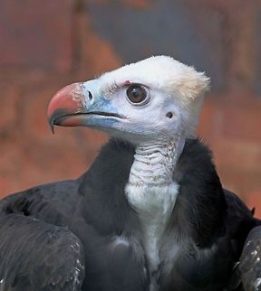 White-headed vulture  Africa,Geotagged,South Africa,Trigonoceps occipitalis,White-headed Vulture,birds,vultures