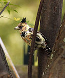 Crested Barbet Ferdy, this is the best I could do!<br />
The birds in Johannesburg are a lot shyer than those down south. I had to hide behind the dustbin to finally get this shot! Crested Barbet,Fall,Geotagged,South Africa,Trachyphonus vaillantii,birds,south africa