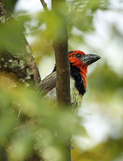 Black-collared barbet Another shy little bird in a Johannesburg garden Black-collared Barbet,Fall,Geotagged,Lybius torquatus,South Africa,birds