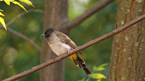 Cape Bulbul  Cape Bulbul,Cape Robin-Chat,Cossypha caffra,Fall,Geotagged,Pycnonotus capensis,South Africa