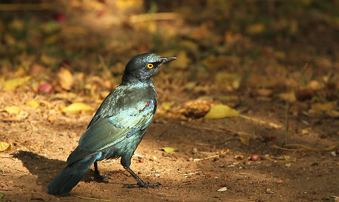 Glossy_Starling  Fall,Geotagged,Glossy Starling,Lamprotornis purpureus,Purple Starling,South Africa