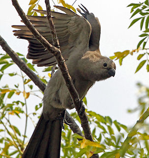 Big stretch!  Corythaixoides concolor,Fall,Geotagged,Grey Go-Away-Bird,South Africa,birds,loeries