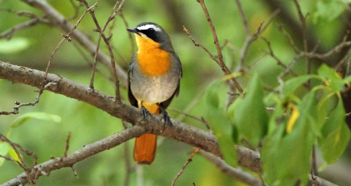 Cape Robin Not the sharpest of shots but it gives you an idea of how beautiful this bird is. I will try to get a better one! Cape Robin-Chat,Cossypha caffra,Geotagged,South Africa,birds