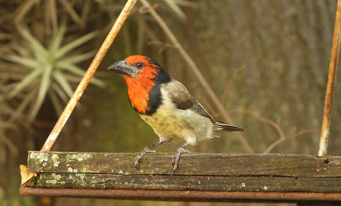 Black-collared Barbet full length  Black-collared Barbet,Geotagged,Lybius torquatus,South Africa,barbets,birds,south africa