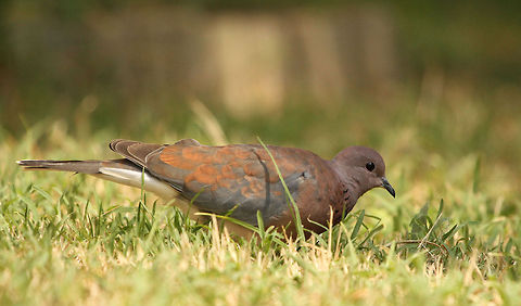 Laughing Dove  Geotagged,Laughing Dove,South Africa,Spilopelia senegalensis,birds,doves,south africa