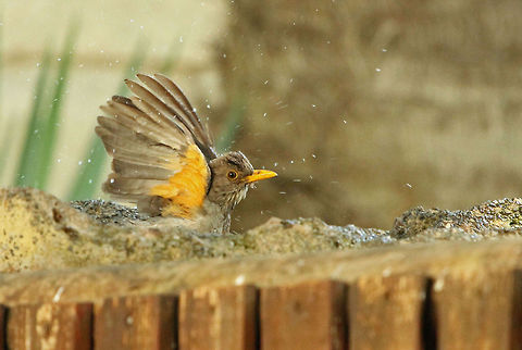 Bath time A juvenile Olive Thrush enjoying a splash about in the bird bath Geotagged,Olive Thrush,South Africa,Turdus olivaceus