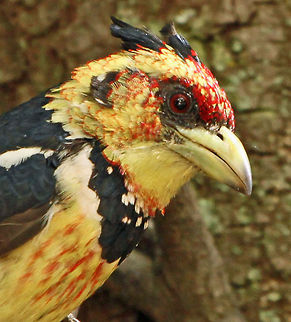 Close enough? Little fella is getting used to me now so  I managed to get a wee bit closer! Crested Barbet,Geotagged,South Africa,Trachyphonus vaillantii