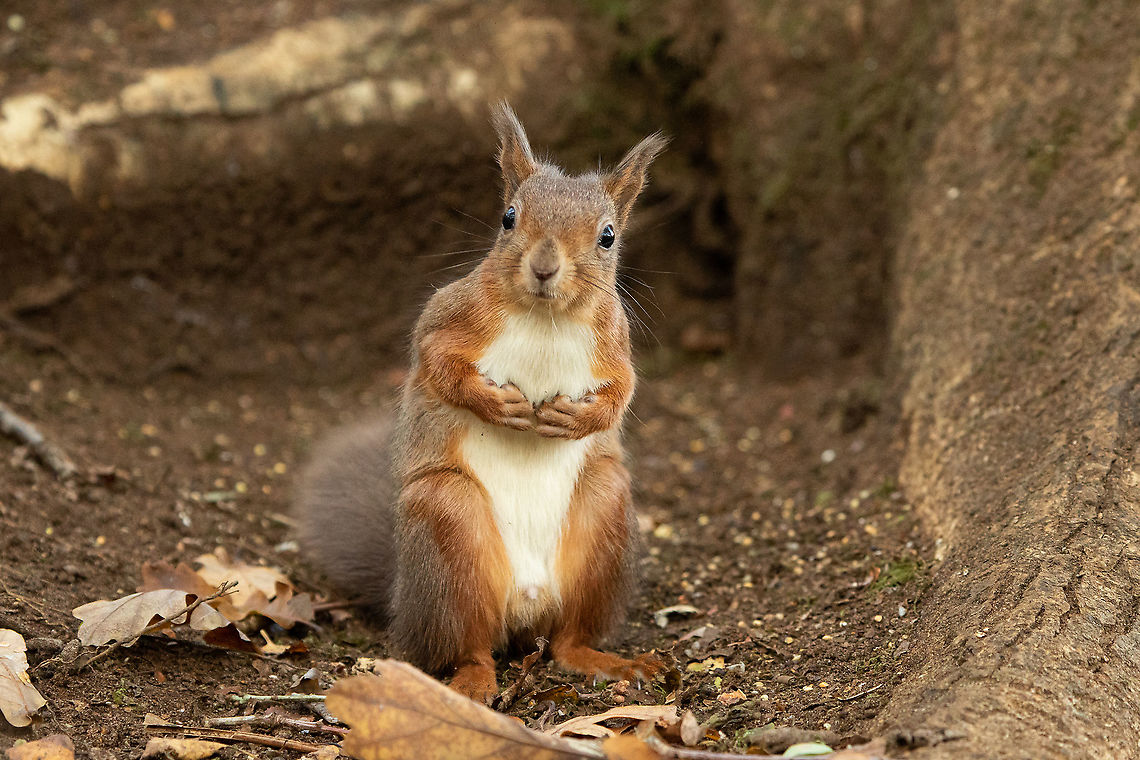 Red Squirrel Ventured out into the woods today and was well rewarded by seeing three young squirrels, they are such a delight! Fall,Geotagged,Isle of Wight,Red squirrel,Sciurus vulgaris,United Kingdom,mammals