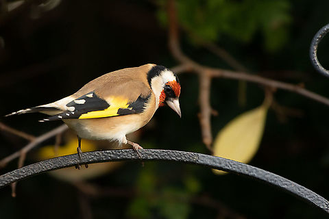 Goldfinch One of the recent regular visitors to my garden, such beautiful birds, I am very lucky! Carduelis carduelis,European goldfinch,Fall,Geotagged,Isle of Wight,United Kingdom,birds