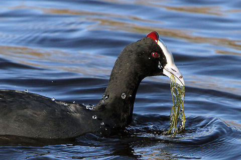 Don't cry! Quite surprised that this water droplet fell like a tear, or maybe he was sad that I get to eat McDonald's and he has to have the same old reeds every day! Fulica cristata,Geotagged,Red-knobbed Coot,South Africa
