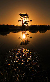 Sunrise Welcome to my office! This is the view from one of the aviaries I take care of. Geotagged,South Africa,trees