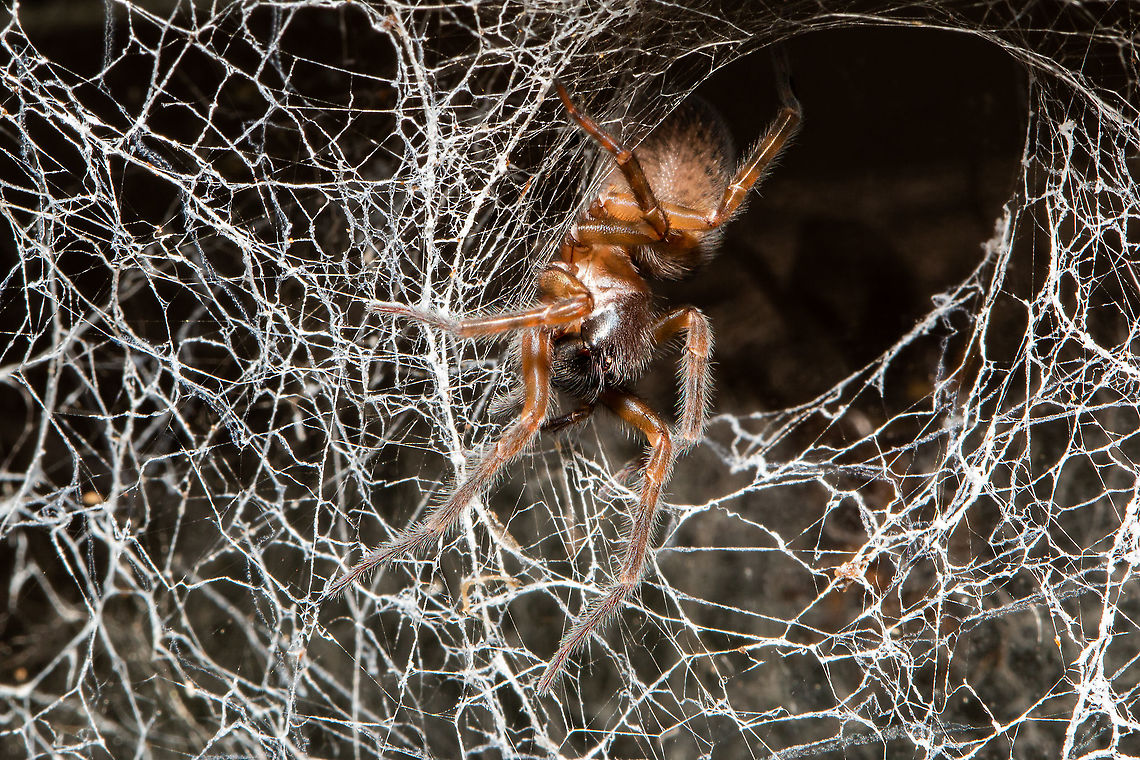 Lace-web spider Best photo I could get I am afraid, but what a glorious web! Amaurobius similis,Amaurobius simlis,Fall,Geotagged,Isle of Wight,United Kingdom,lace web spiders,spiders