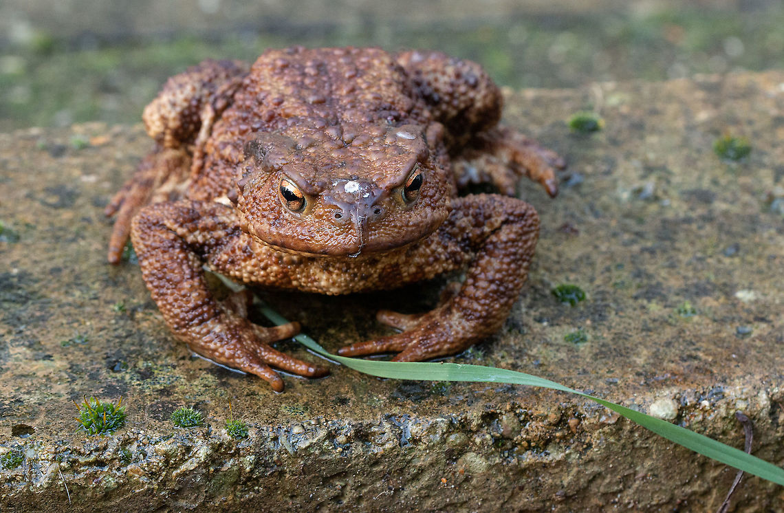 Common Toad Although common, this is a new species for me so quite exciting. Unfortunately found in the rather unexotic location of my toilet! For those that understand the peculiarities on the English language, it gives a whole new meaning to &#039;Bog Standard&#039;! Bufo bufo,Common toad,Fall,Geotagged,Isle of Wight,United Kingdom,amphibians