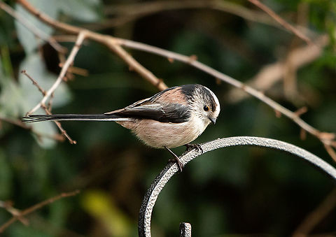 Long-tailed tit Pleased to say that these delightful little birds have started visiting my garden again. Even if I did have to wait for over two hours in the freezing cold, it was worth it! Aegithalos caudatus,Geotagged,Isle of Wight,Long-tailed tit,United Kingdom,Winter,birds,tits