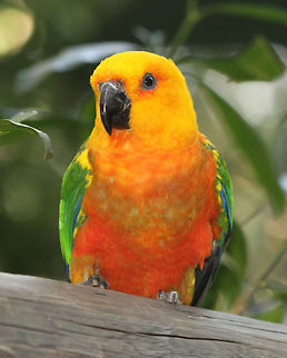 Jandaya Conure  Aratinga jandaya,Geotagged,South Africa,jandaya parakeet