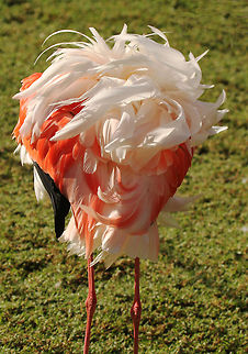Caribbean Flamingo Beautiful - whichever way you look at it! American Flamingo,Geotagged,Phoenicopterus ruber,South Africa