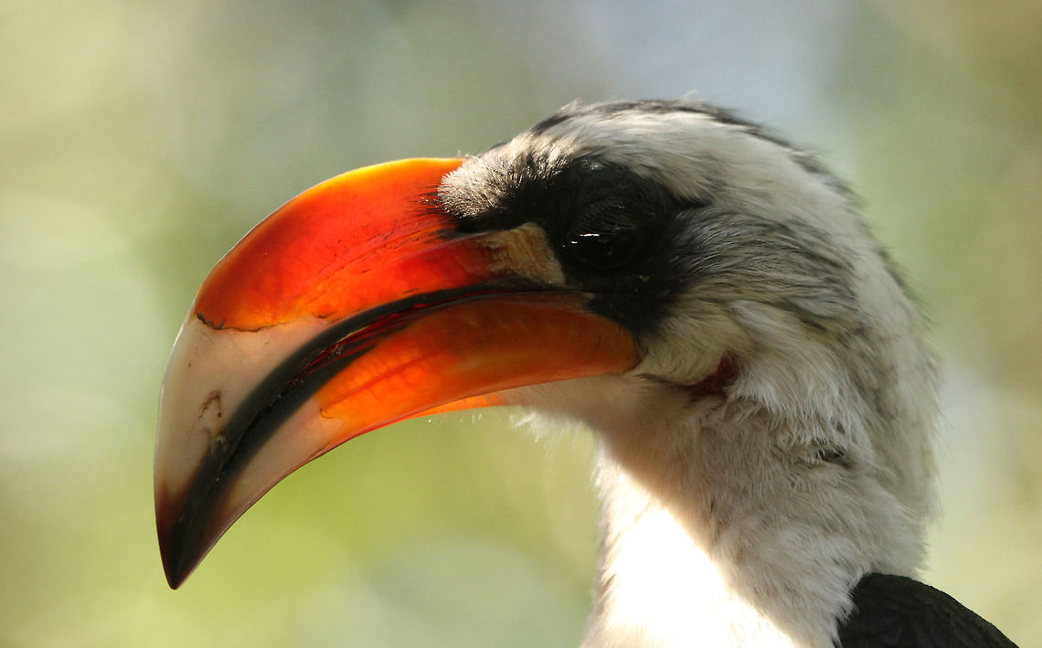 Von der Decken's Hornbill  Geotagged,South Africa,Tockus deckeni,Von der Deckens Hornbill