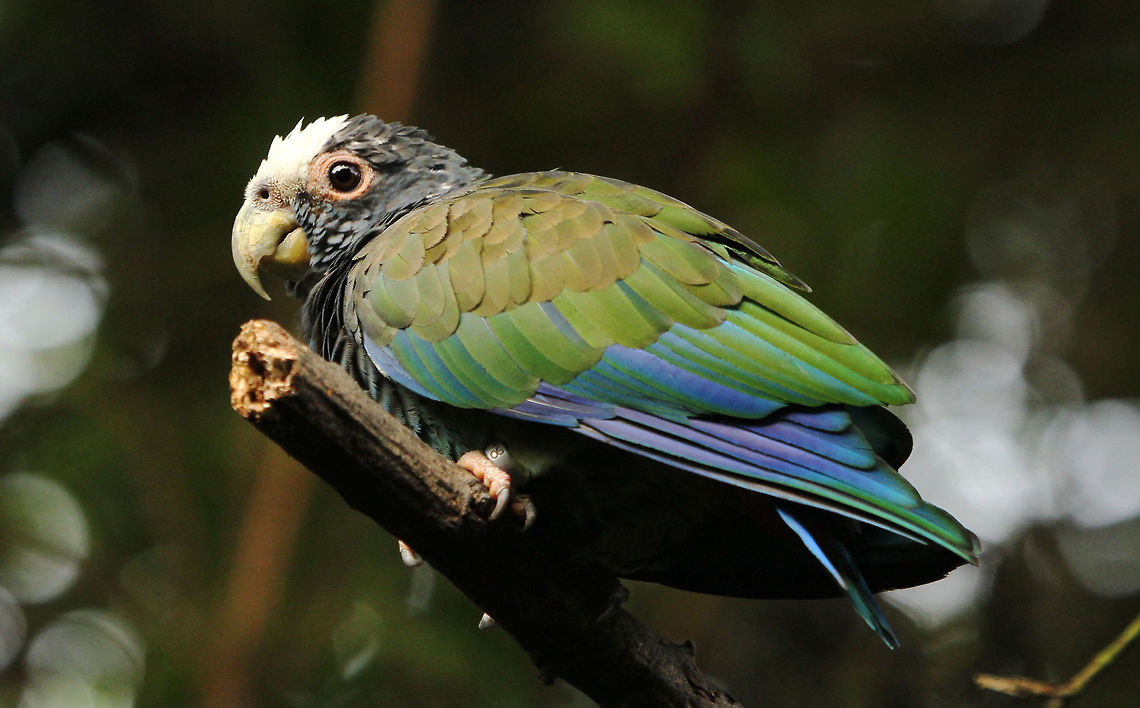 White-crowned Pionus  Geotagged,Pionus senilis,South Africa,White-crowned Parrot