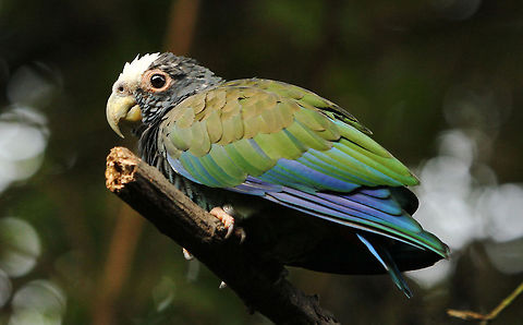 White-crowned Pionus  Geotagged,Pionus senilis,South Africa,White-crowned Parrot