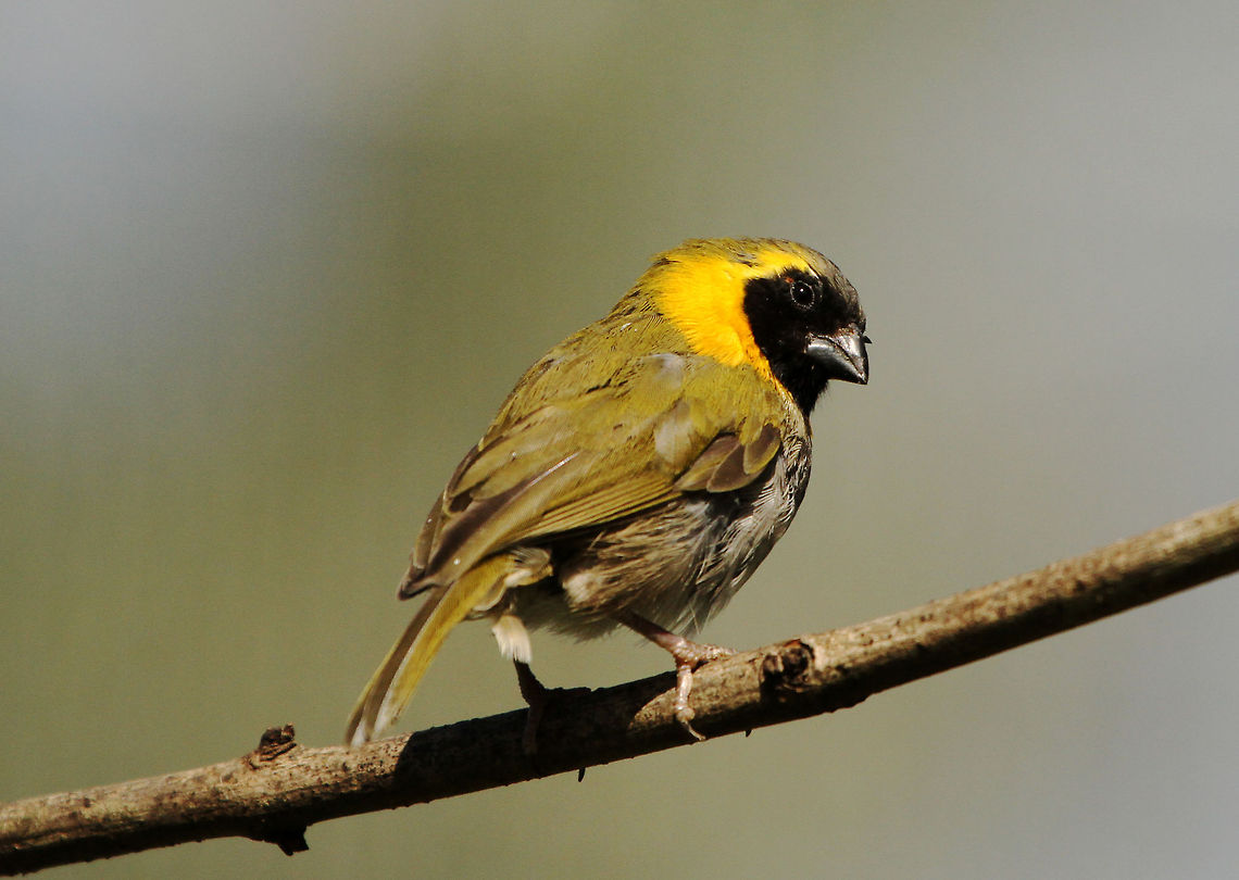 Cuban Finch  Geotagged,South Africa,Tiaris canorus,cuban grassquit