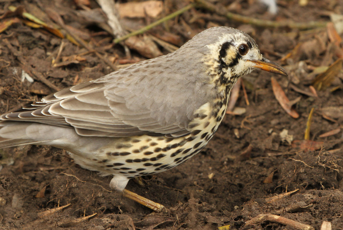 Groundscraper  Geotagged,Groundscraper Thrush,Psophocichla litsitsirupa,South Africa,africa,birds,south africa,thrushes