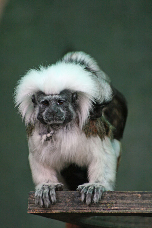 Cotton-top Tamarin Currently listed as Critically Endangered there are believed to be less than 6000 of these beautiful little monkeys left in the wild. Initially they were used for medical research which severely decimated their numbers, but they are now protected by law. However they are still suffering and their numbers depleting due to deforestation in their native Columbia.<br />
There are however possibly more of these in the captivity than in the wild  due to conservation activities so there is always hope that one day these numbers could be reversed.<br />
There are thousands of animals and even plants that are less fortunate and are teetering on the brink of extinction, many of these species don&#039;t receive any attention mostly because they are just not pretty!<br />
So why not join the Endangered Species topic in the &#039;Contests&#039; forum and vote for something ugly!! Cotton-Top Tamarin,Geotagged,Saguinus oedipus,South Africa,columbia,endangered