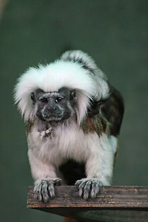 Cotton-top Tamarin Currently listed as Critically Endangered there are believed to be less than 6000 of these beautiful little monkeys left in the wild. Initially they were used for medical research which severely decimated their numbers, but they are now protected by law. However they are still suffering and their numbers depleting due to deforestation in their native Columbia.
There are however possibly more of these in the captivity than in the wild  due to conservation activities so there is always hope that one day these numbers could be reversed.
There are thousands of animals and even plants that are less fortunate and are teetering on the brink of extinction, many of these species don't receive any attention mostly because they are just not pretty!
So why not join the Endangered Species topic in the 'Contests' forum and vote for something ugly!! Cotton-Top Tamarin,Geotagged,Saguinus oedipus,South Africa,columbia,endangered