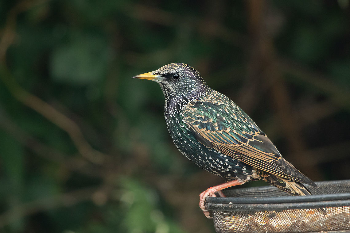 European starling The ubiquitous starling, just starting to reappear in my garden. Soon it will be baby season and they will be eating me out of house and home!<br />
Can't help but love starlings, their colours and markings are just glorious. Common Starling,Geotagged,Isle of Wight,Sturnus vulgaris,United Kingdom,Winter,birds,starlings