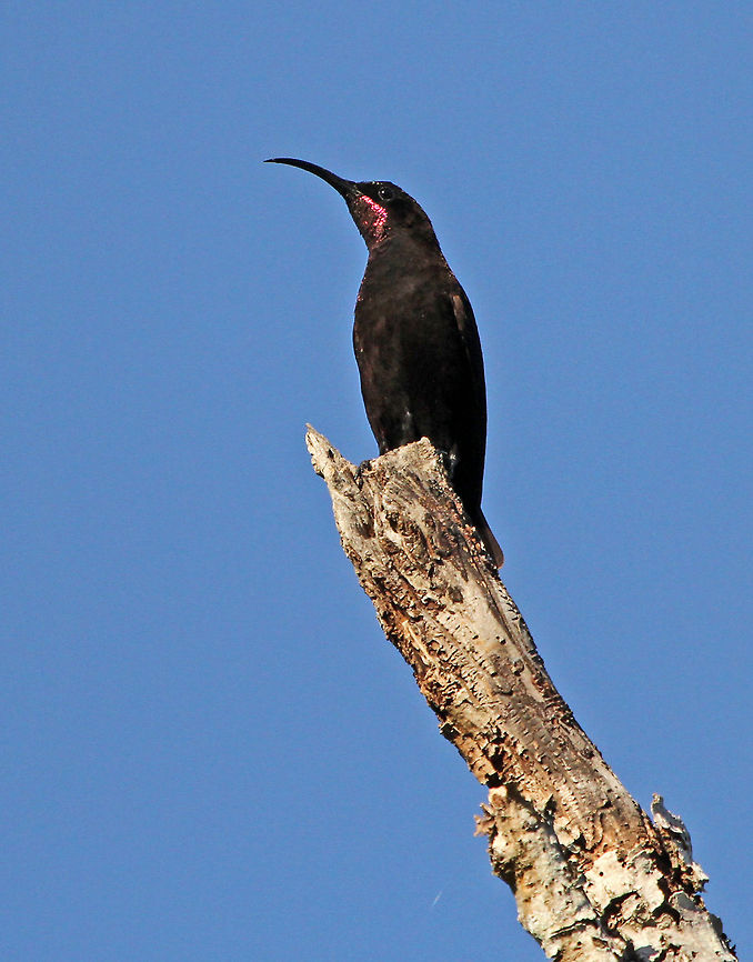 Amethyst Sunbird A surprise visitor to my garden this afternoon, I had never seen one of these before although it is quite common in many sub-Saharan African countries.<br />
I hadn't planned on taking photos today but an all day power cut, a cold house and lots of sunshine outside persuaded me otherwise, so glad! Amethyst Sunbird,Chalcomitra amethystina,Geotagged,South Africa,africa,sunbirds