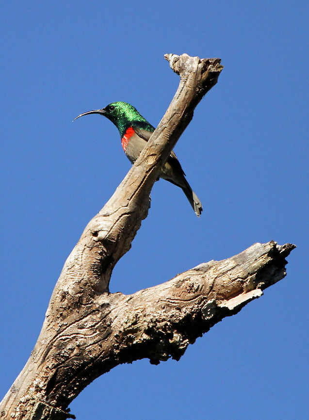 Double-collared sunbird A resident in my garden, it soon chased away the Amethyst Sunbird which had the cheek to perch in the same tree!<br />
 Cinnyris chalybeus,Geotagged,South Africa,Southern Double-collared Sunbird,africa,sunbirds