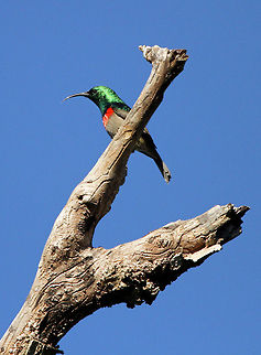 Double-collared sunbird A resident in my garden, it soon chased away the Amethyst Sunbird which had the cheek to perch in the same tree!
 Cinnyris chalybeus,Geotagged,South Africa,Southern Double-collared Sunbird,africa,sunbirds