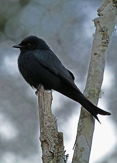 Fork - tailed Drongo Not the best photo, the light was fading, high ISO...all those excuses! It may be plain and it may be common, but I think it is a lovely bird! Dicrurus adsimilis,Fork-tailed Drongo,Geotagged,South Africa,africa,birds,drongos