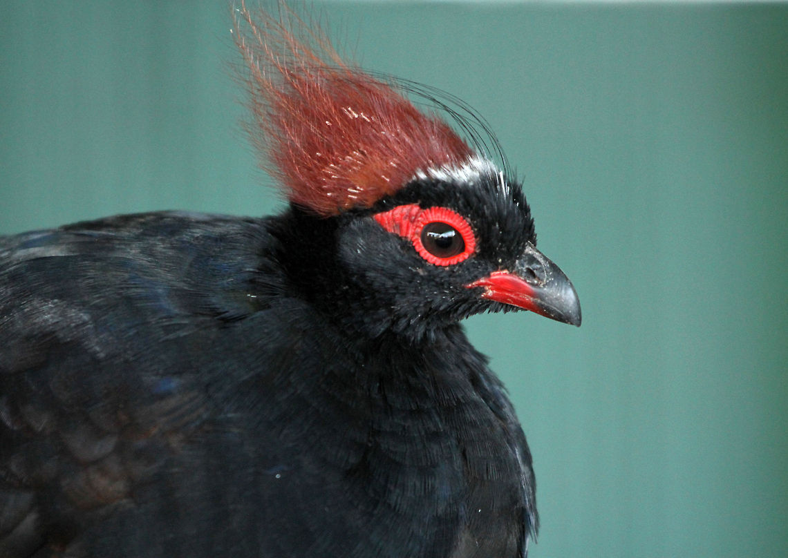 Punk partridge! The male version of this partridge is very different to the female with its distinctive crest and much darker plumage. Crested Partridge,Geotagged,Rollulus rouloul,South Africa
