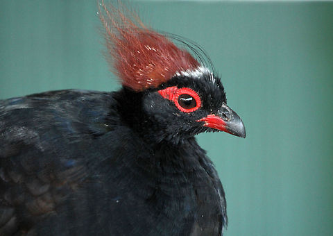 Punk partridge! The male version of this partridge is very different to the female with its distinctive crest and much darker plumage. Crested Partridge,Geotagged,Rollulus rouloul,South Africa
